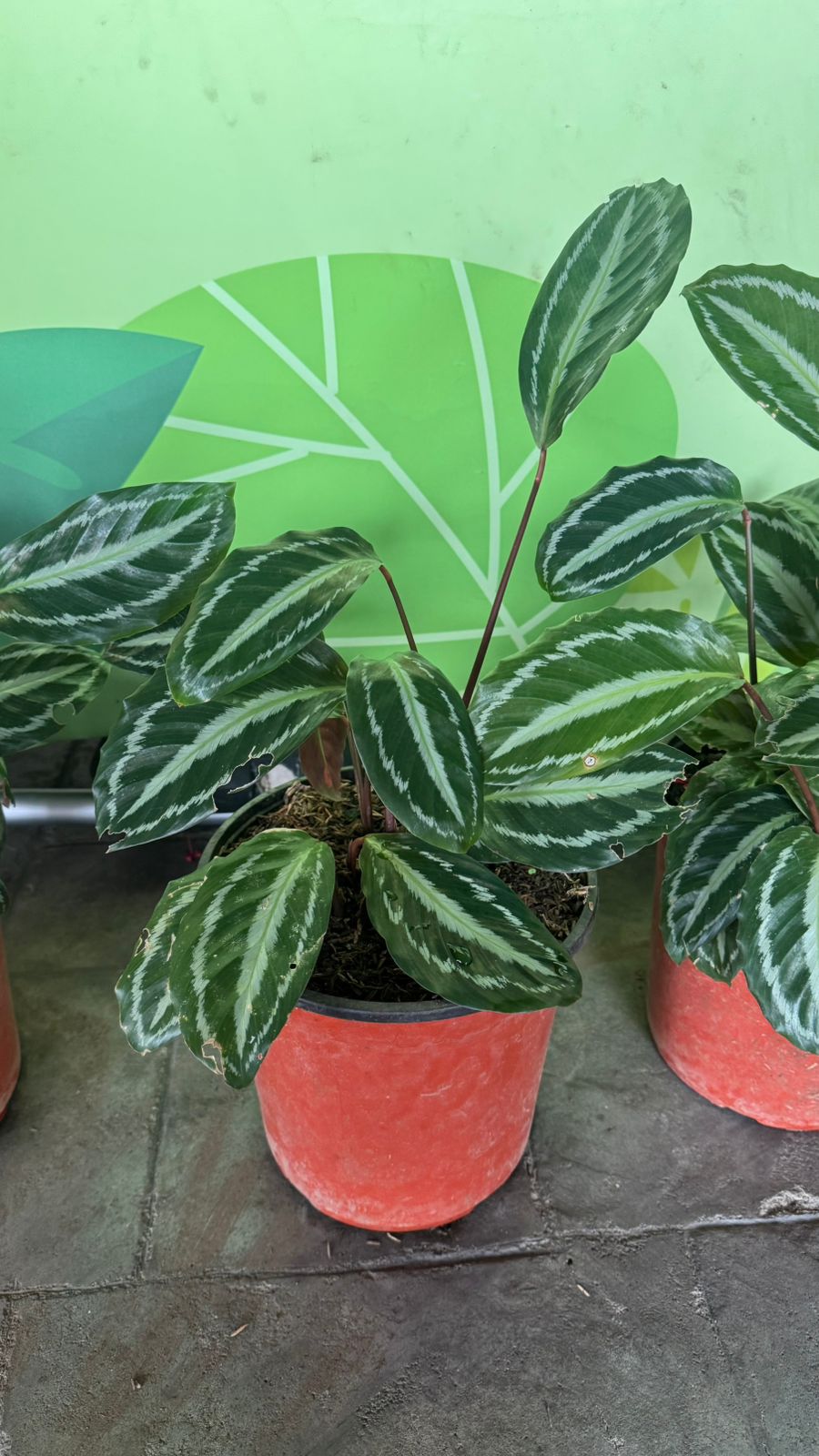 Calatheas